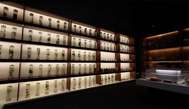 1679990605918001937.png 图6鲜药浸制标本.png